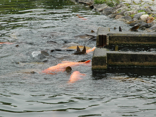 0530koi3.jpg