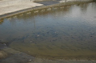 dsc_0061.jpg