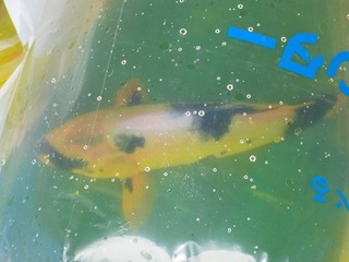 koi5